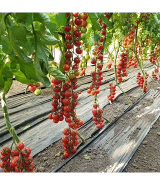 Томат Прециозо F1 1000шт. от Esasem Seeds