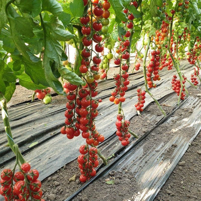 Семена томата Прециозо F1 1000шт. от Esasem Seeds