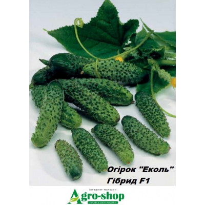 Семена Огурец гибрид Эколь (Ekol F1) Syngenta 500 шт