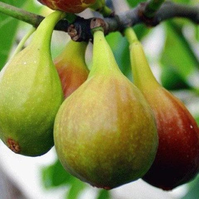 Саженцы инжира Verdal среднепозднего срока созревания