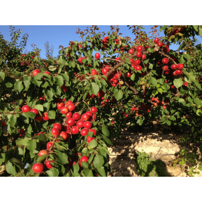 Саженцы абрикоса Фуэго раннего срока созревания