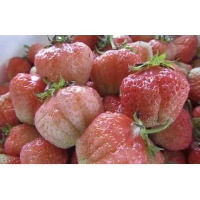 Саженцы клубники Финская Розовая среднераннего срока
