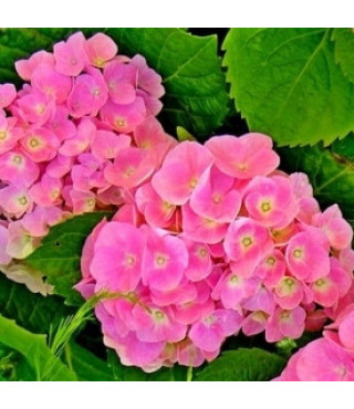 Гортензия крупнолистная Forever & Ever Pink двухлетняя (контейнер) 