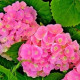Гортензия крупнолистная Forever & Ever Pink двухлетняя (контейнер) 