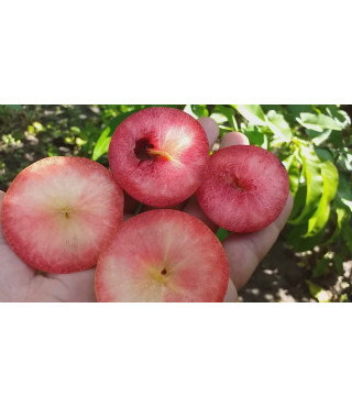 Диплоидная слива КРИМСОН ГЛО среднего срока созревания (двухлетние)