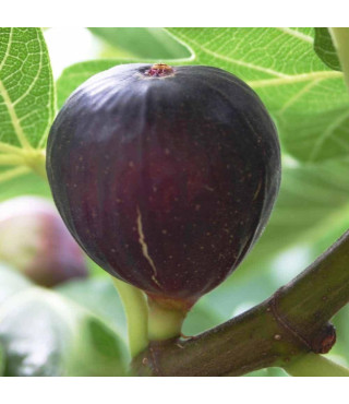 Инжир VIOLETTE DE BORDEAUX ранний ремонтантный