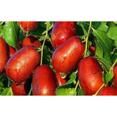 Саженцы зизифуса (унаби) Китайский 2а среднего срока созревания