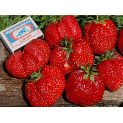 Саженцы клубники Гигантелла Макси позднего срока созревания