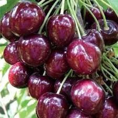 Саженцы черешни Свит Лоренз среднего срока (двухлетние)
