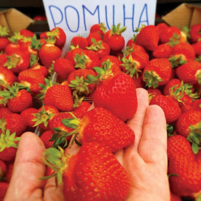 Саженцы клубники Ромина раннего срока созревания Саженцы клубники Ромина раннего срока созревания