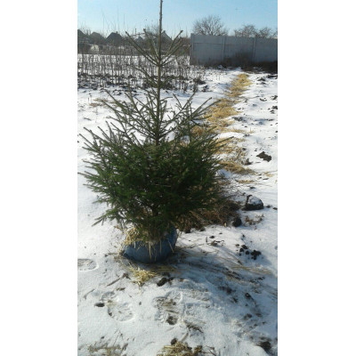 Саженцы ЕЛИ ЕВРОПЕЙСКОЙ с комом земли