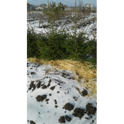 Саженцы ЕЛИ ЕВРОПЕЙСКОЙ с комом земли