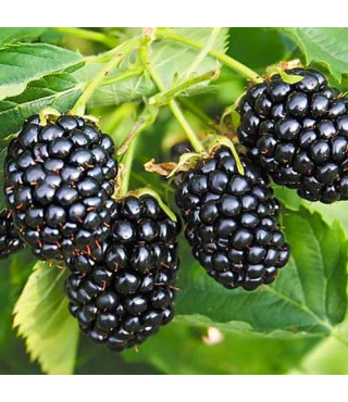 Ежевика бесшипная RUBUS