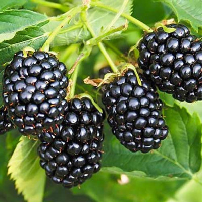 Саженцы ежевики бесшипной Rubus