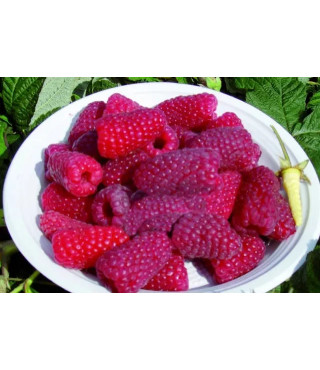 Малина ГИГАНТ РУБИНОВЫЙ (ранний срок созревания)