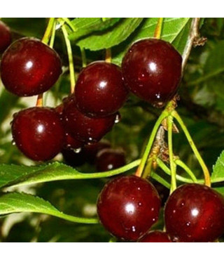 Вишня КСЕНИЯ (двухлетний) раннего срока созревания