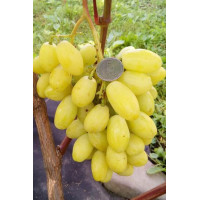 Виноград БАНАНАС раннего срока созревания