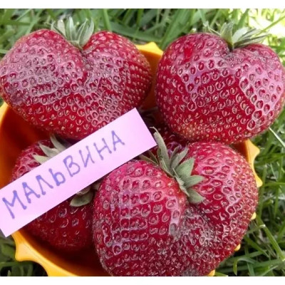 Саженцы клубники Мальвина позднего срока созревания