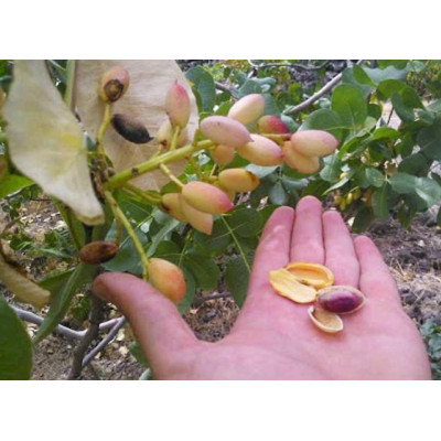 Саженцы фисташки Киргизская