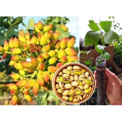 Саженцы фисташки Киргизская