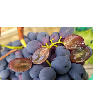 Виноград ЧЕРНОБАЕВКА ранне-среднего срока созревания (двухлетний)