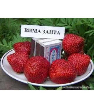 Клубника ВИМА ЗАНТА среднераннего срока