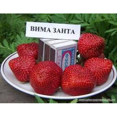 Саженцы клубники Вима Занта среднераннего срока