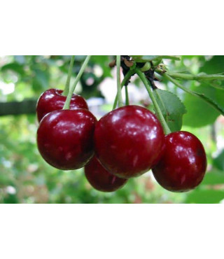 Вишня МАЛЫШКА (двухлетний) раннего срока созревания