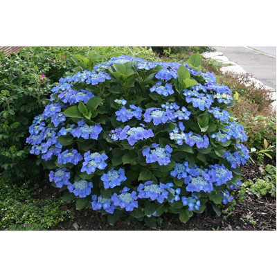 Гортензия крупнолистная Blaumeise двухлетняя (контейнер)
