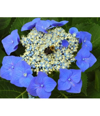 Гортензия крупнолистная Blaumeise двухлетняя (контейнер)