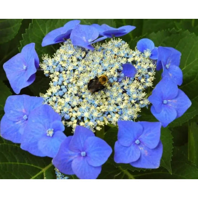 Гортензия крупнолистная Blaumeise двухлетняя (контейнер)