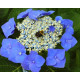 Гортензия крупнолистная Blaumeise двухлетняя (контейнер)