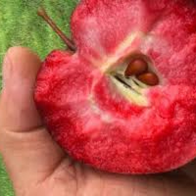 Саженцы яблони Джерси осеннего срока созревания