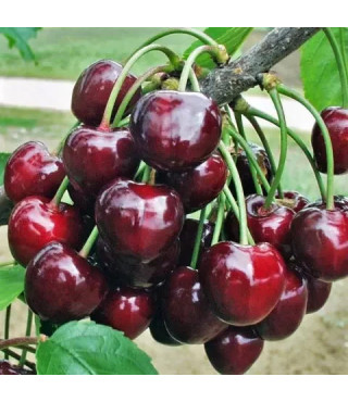 Черешня КАСАНДРА раннего срока созревания (двухлетняя)