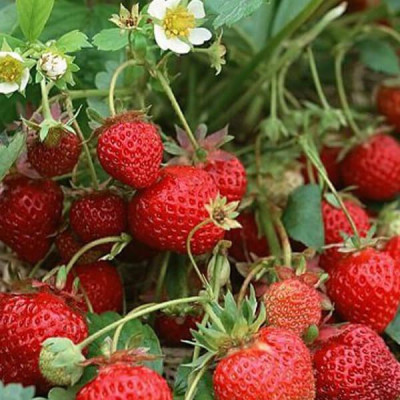 Саженцы ремонтантной клубники Аромас