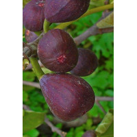 Инжир TEXAS EVERBEARING FIG ранний ремонтантный