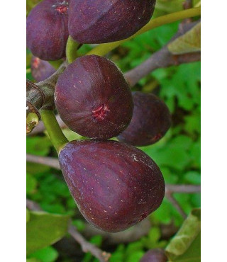 Инжир TEXAS EVERBEARING FIG ранний ремонтантный