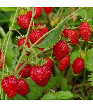 Земляника БАРОН СОЛЕМАХЕР ремонтантная