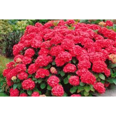 Гортензия крупнолистная Forever & Ever Red двухлетняя (контейнер)