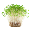 Микрозелень