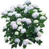 Декоративные кустарники