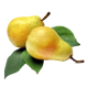 Саженцы колонновидной груши