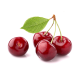 Саженцы колонновидной вишни