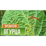 Вредители Огурцов