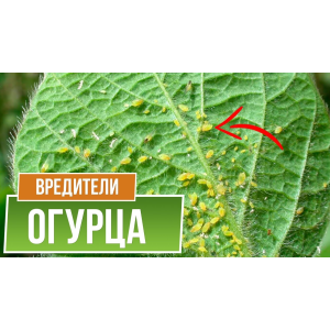 Вредители Огурцов