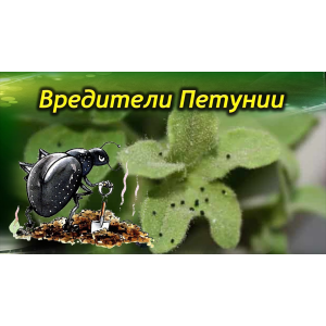 Вредители Петунии
