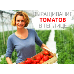 Секреты выращивания помидоров в теплице: сорта, посадка, уход и урожай.