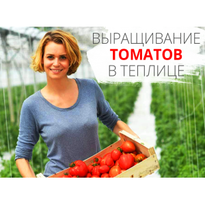 Секреты выращивания помидоров в теплице: сорта, посадка, уход и урожай.