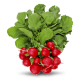 Семена редиса