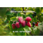 Болезни Малины